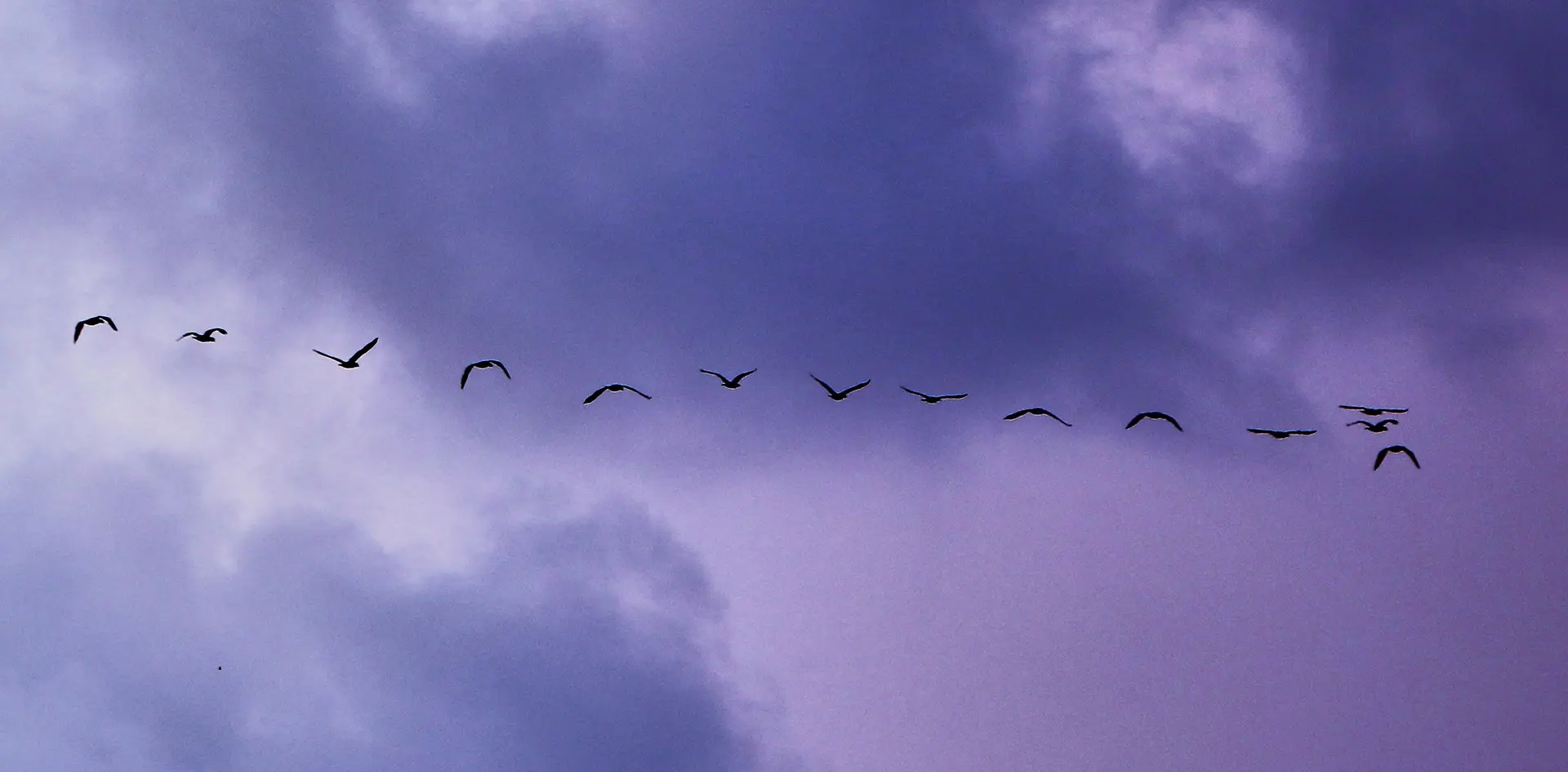 A row of birds flying against the backdrop of a cloudy sky.